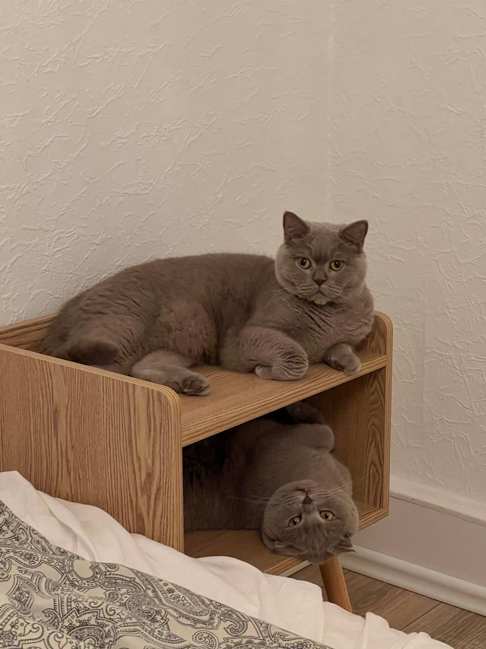 Photo of thea and luna on the nightstand